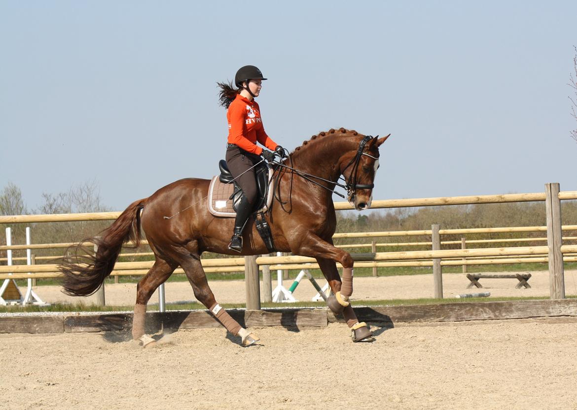 Dansk Varmblod Don Crusador II billede 7