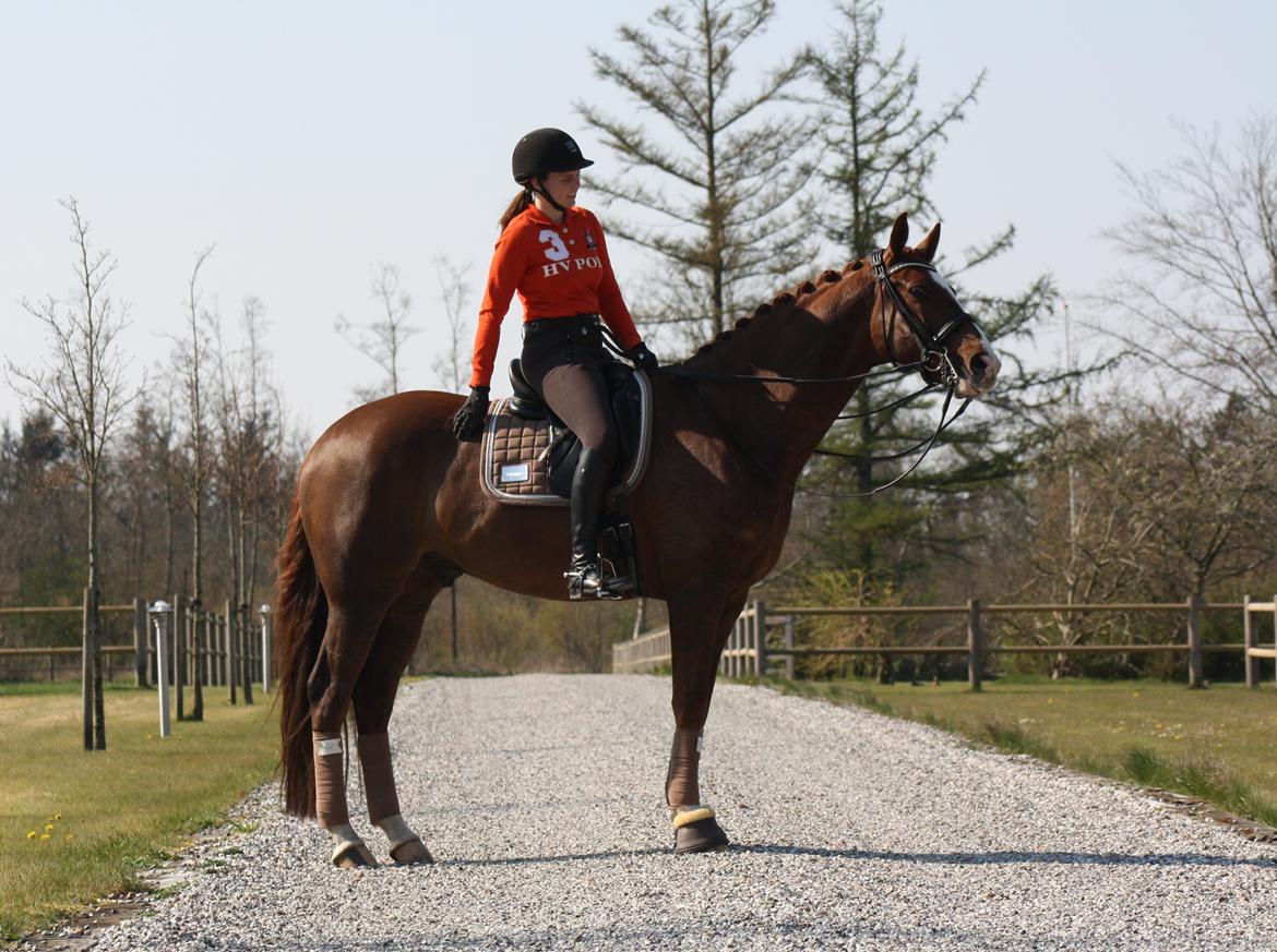 Dansk Varmblod Don Crusador II billede 10