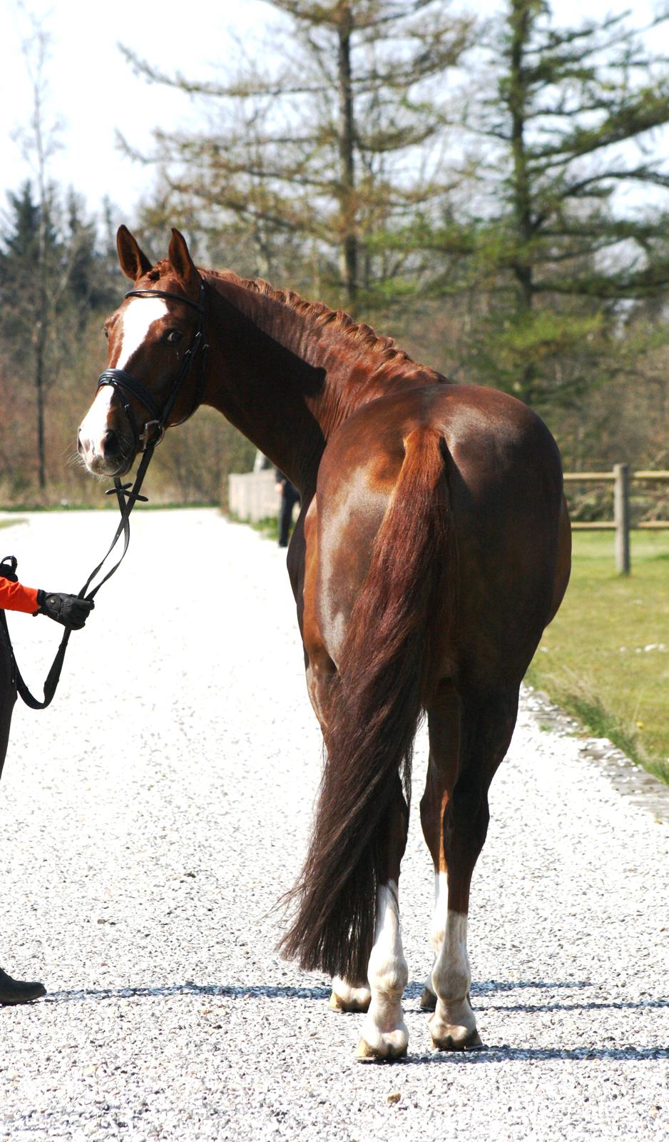 Dansk Varmblod Don Crusador II billede 19