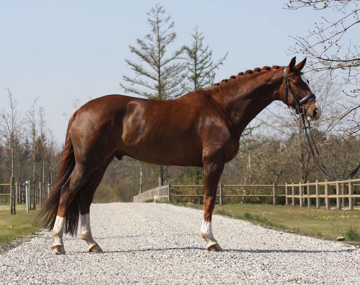 Dansk Varmblod Don Crusador II - 7år billede 2