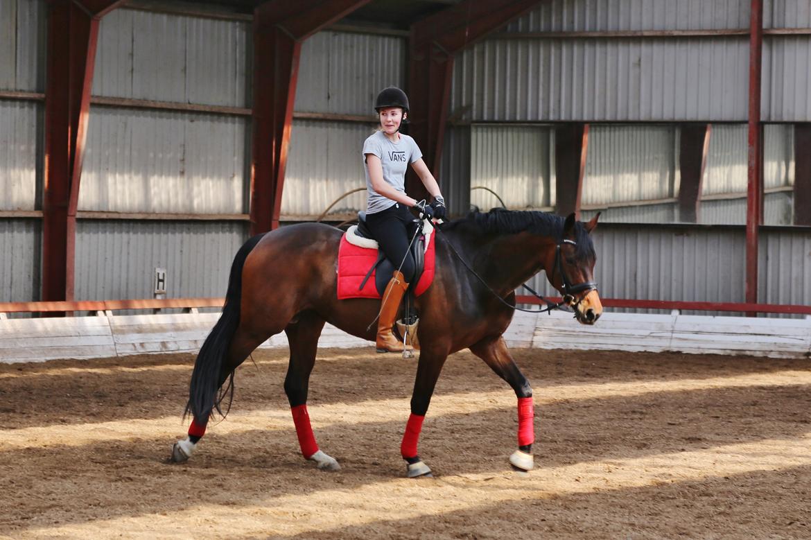Dansk Varmblod Gørklintgårds Gaia billede 8
