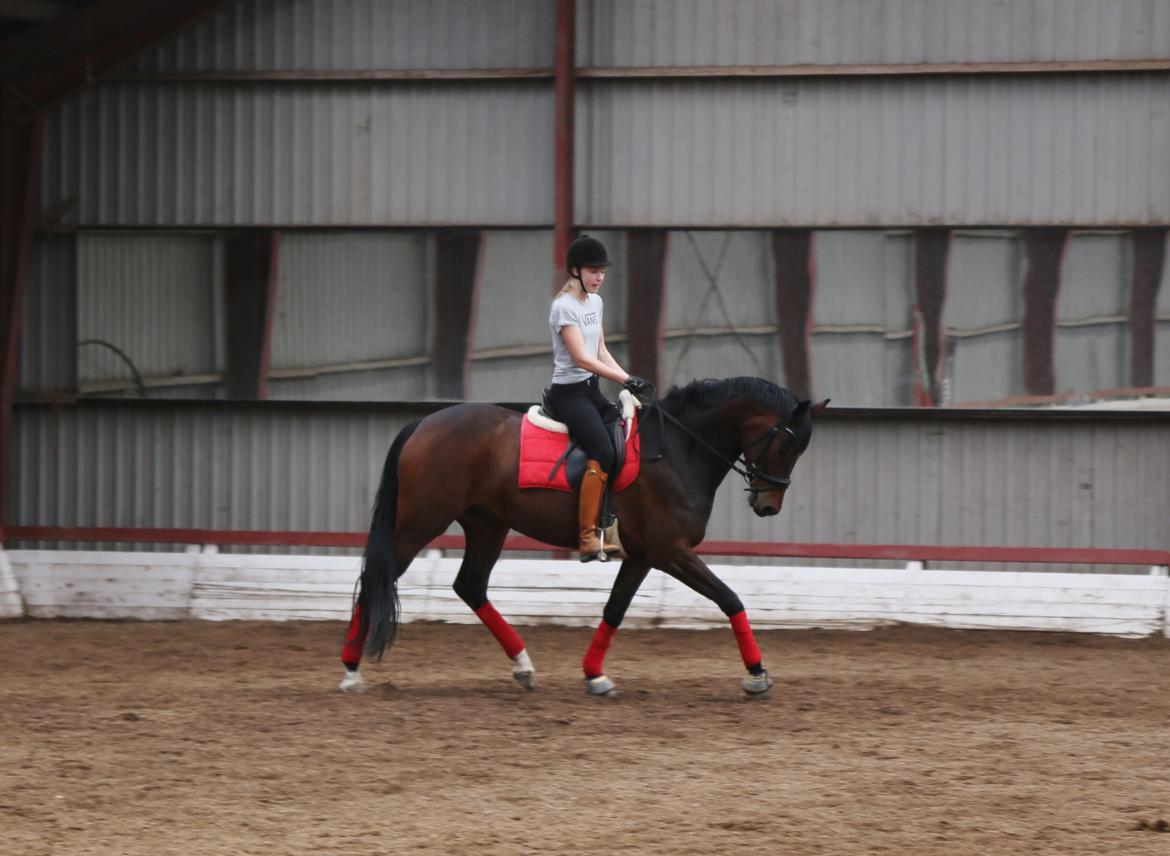 Dansk Varmblod Gørklintgårds Gaia billede 9