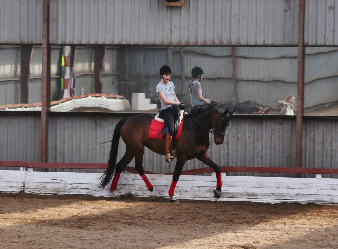 Dansk Varmblod Gørklintgårds Gaia billede 7