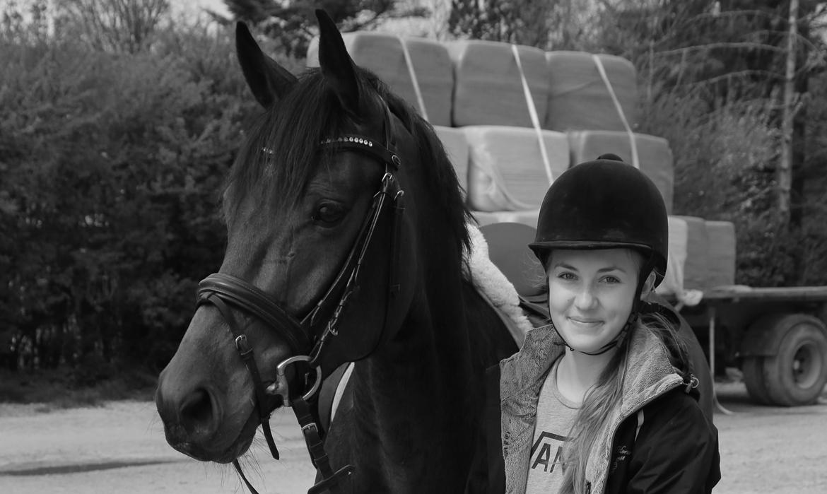 Dansk Varmblod Gørklintgårds Gaia billede 10