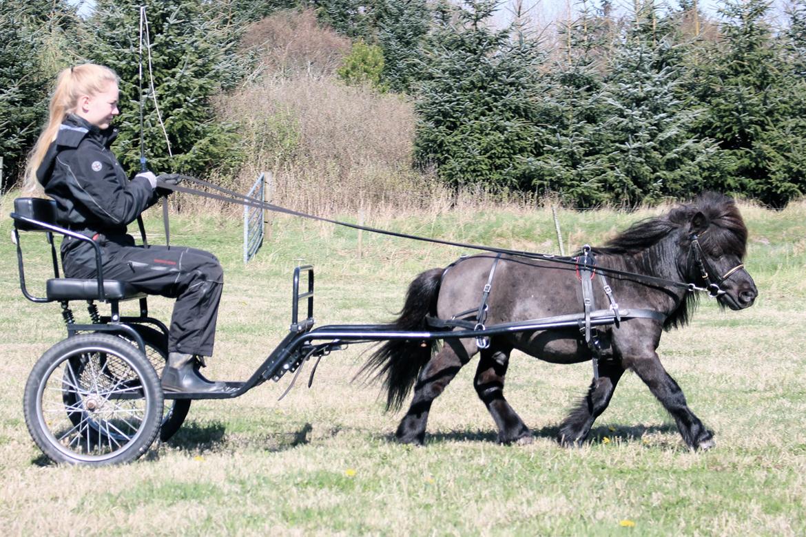 Dansk Miniature Søbygårds Charmeur billede 2