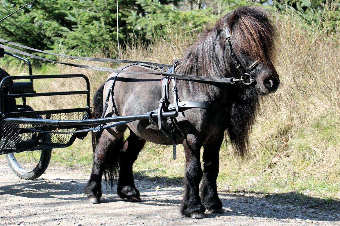 Dansk Miniature Søbygårds Charmeur billede 1