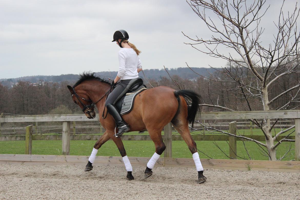 Anden særlig race Dick Turpin B-pony ti l sa lg billede 17