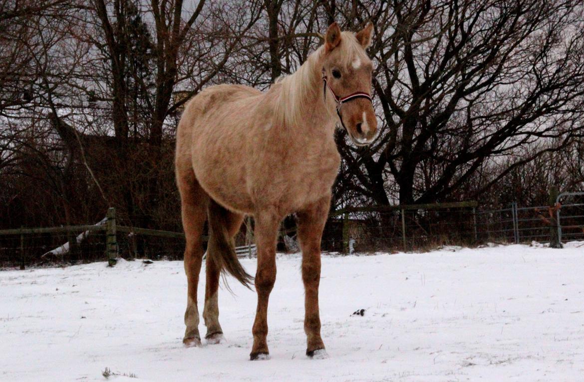 Anden særlig race Horsebjerg Gambler "MALIK" - Malik 2 år gammel - Hans første vinter sammen med mig, på Elrondhus billede 2