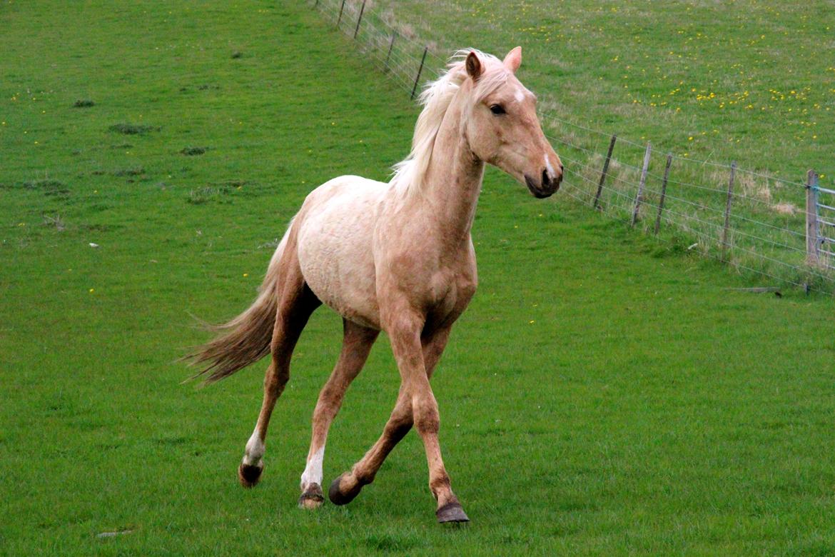 Anden særlig race Horsebjerg Gambler "MALIK" - Malik 2 år - Smukke dyr <3 billede 15