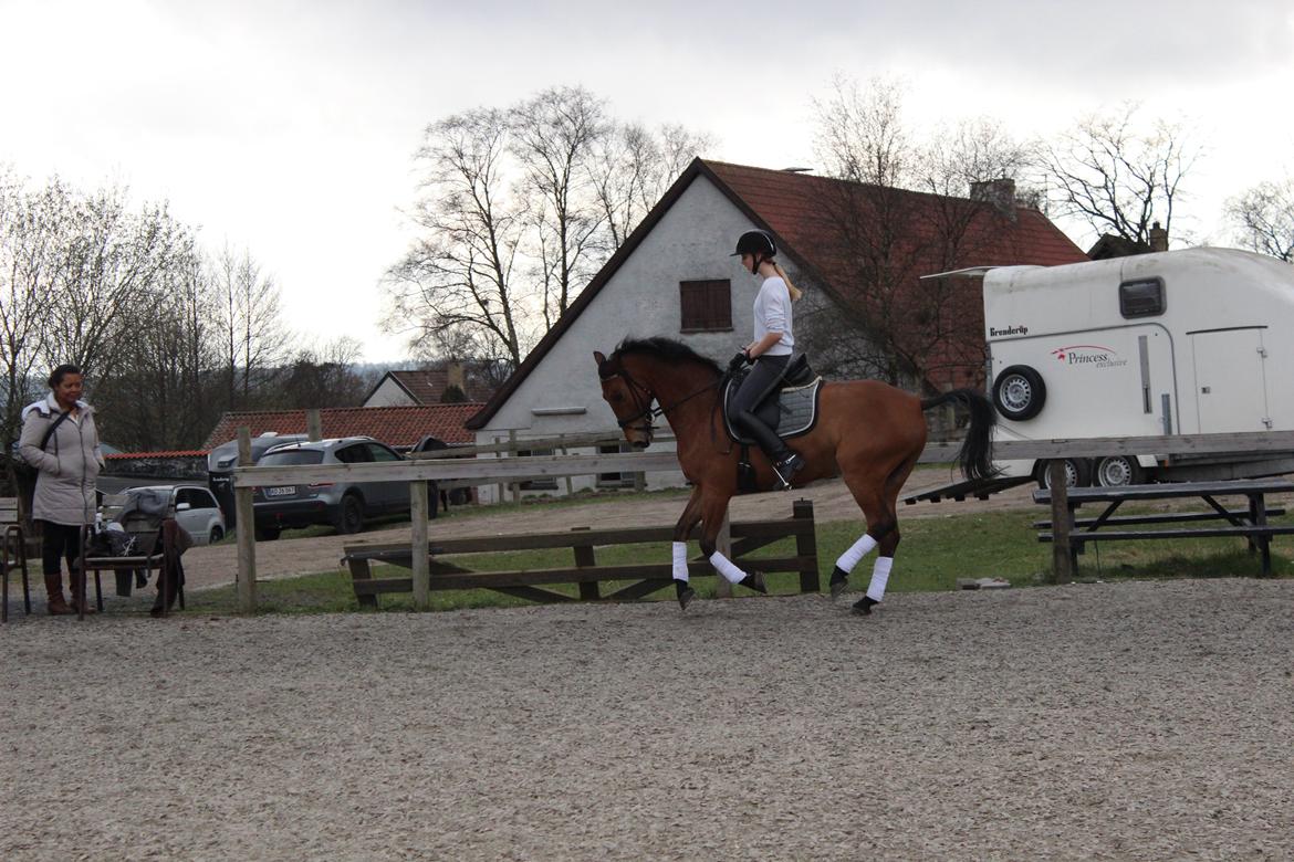 Anden særlig race Dick Turpin B-pony ti l sa lg billede 19