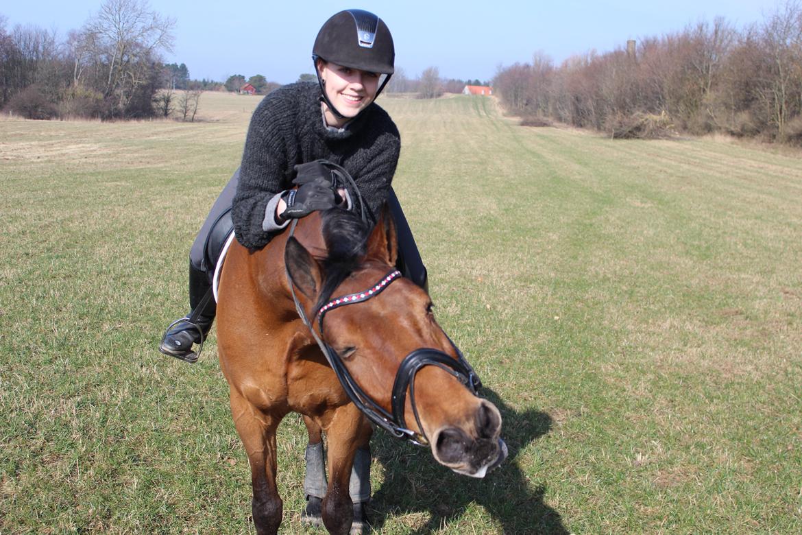 Anden særlig race Dick Turpin B-pony ti l sa lg billede 9