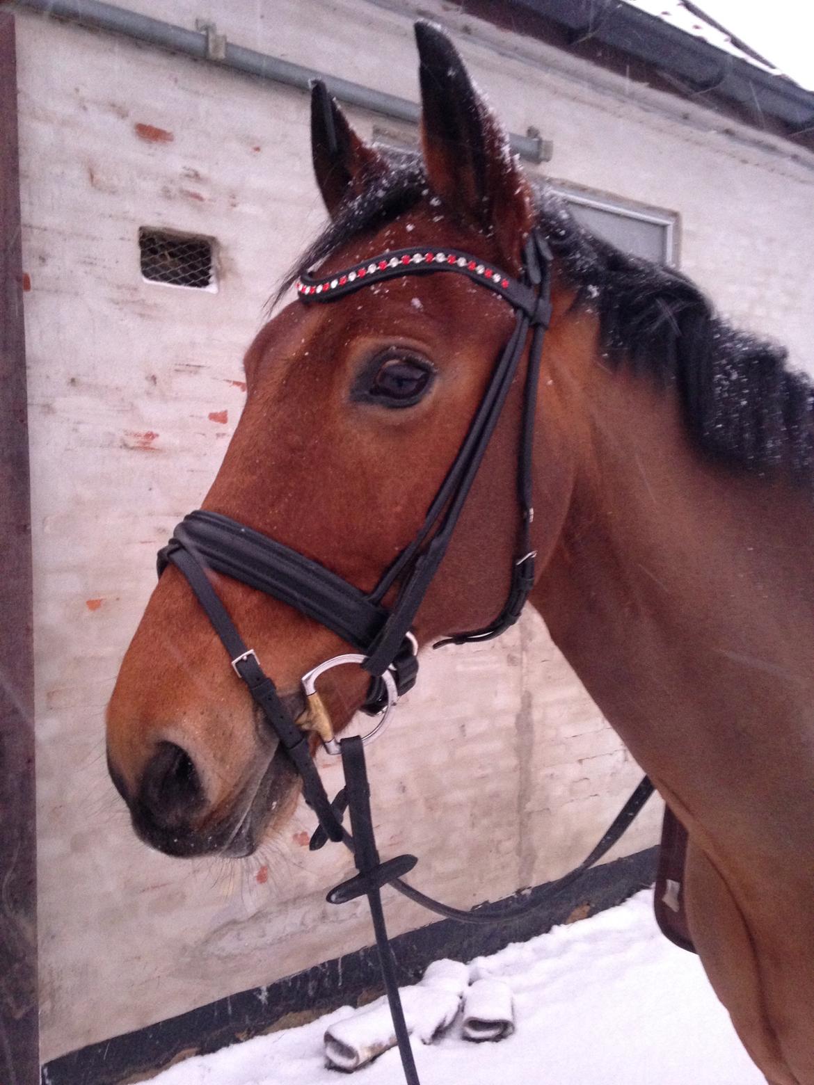 Anden særlig race Dick Turpin B-pony ti l sa lg billede 7