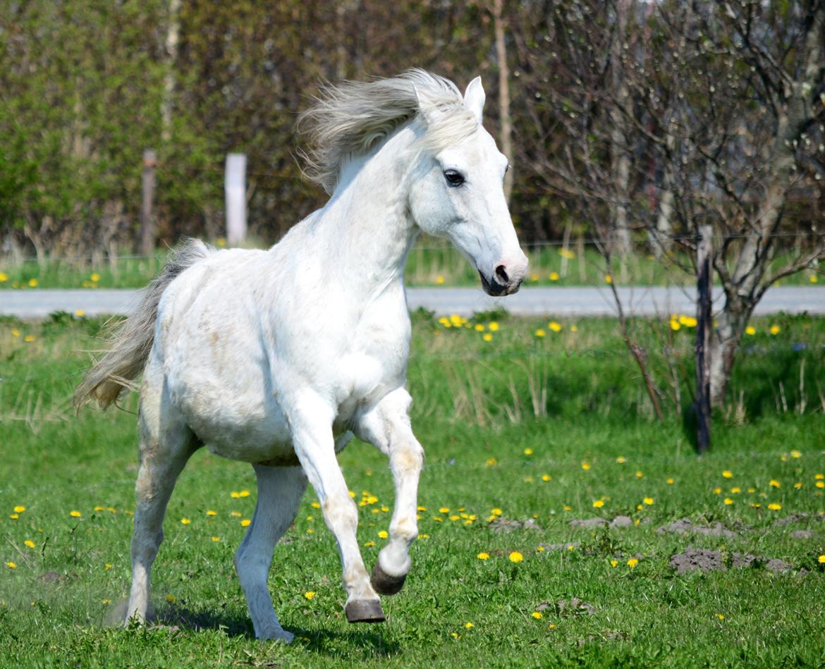 Anden særlig race Moonlight billede 13