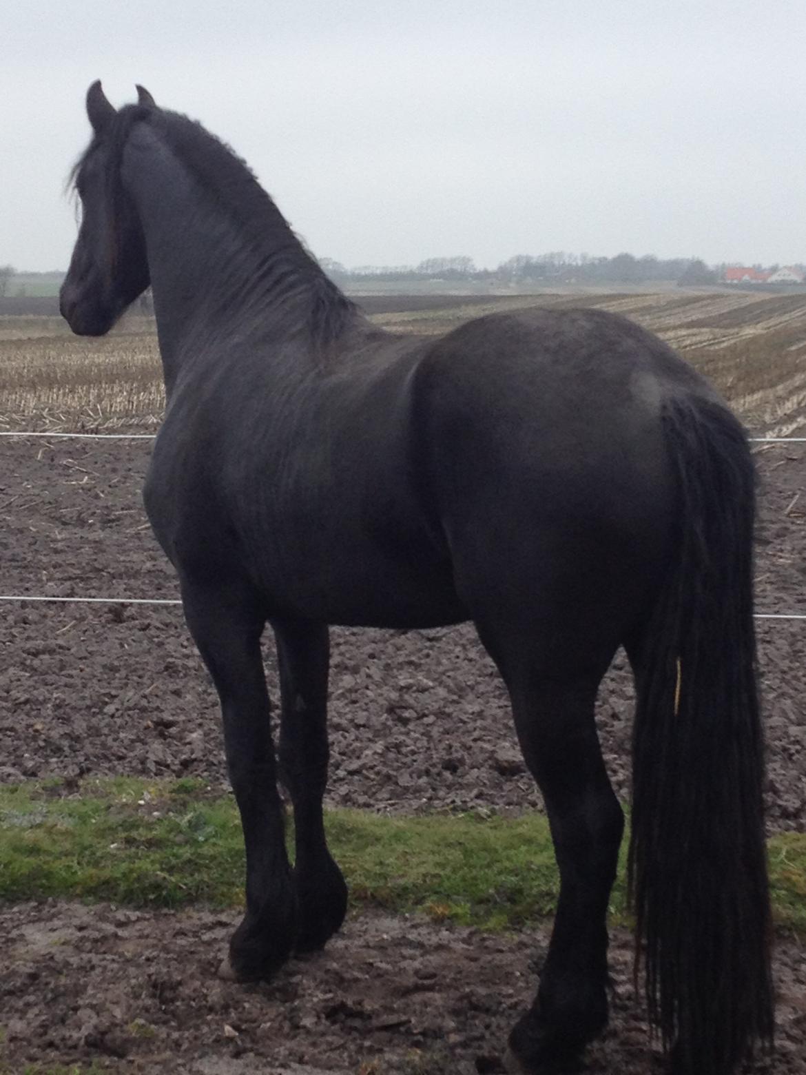 Frieser LaKriz af Grønagergaard STER - LaKriz 3 år billede 14