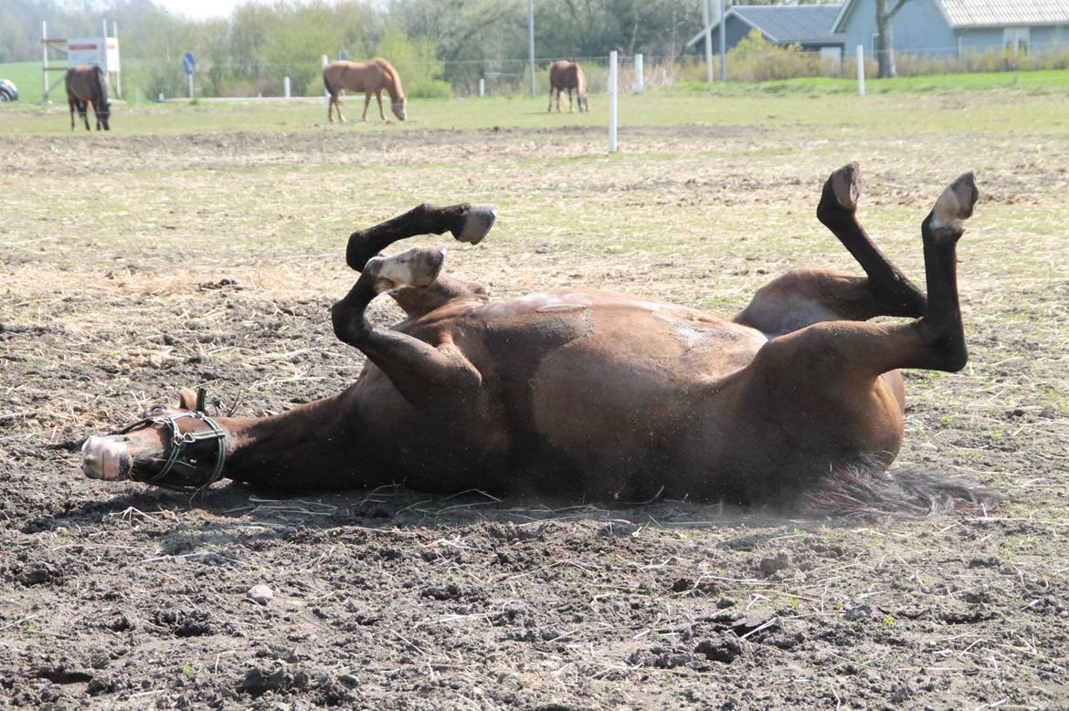 Anden særlig race Bonette  billede 32