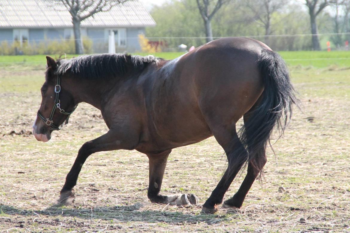 Anden særlig race Bonette  billede 16
