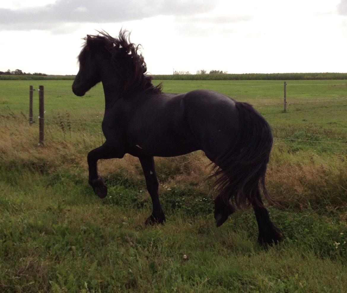 Frieser LaKriz af Grønagergaard STER - Lakriz 2 år, men ikke så lille mere! billede 15