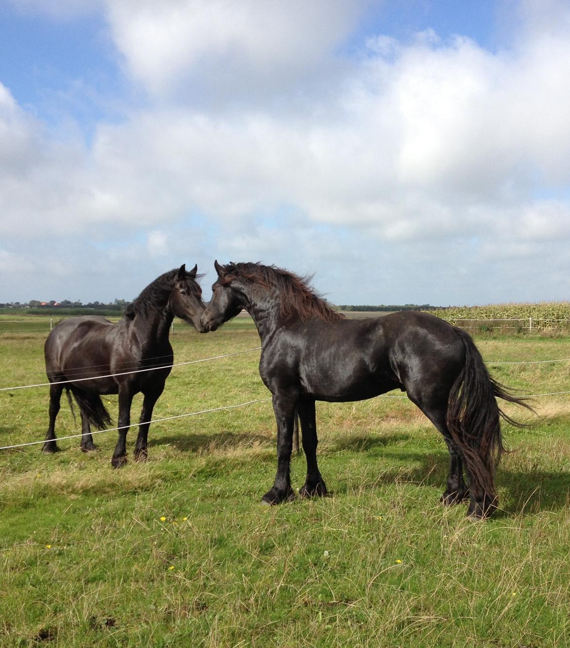 Frieser LaKriz af Grønagergaard STER - Mor og søn:-) Lakriz 3 år og stadig hingst billede 13