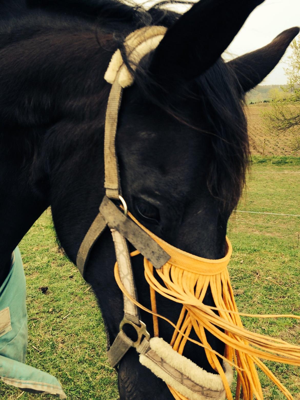 Frieser Jeltsje Fza Sonderladegaard - træt af at have fluenet for øjnene tror gerne hun vil have det af.. billede 12