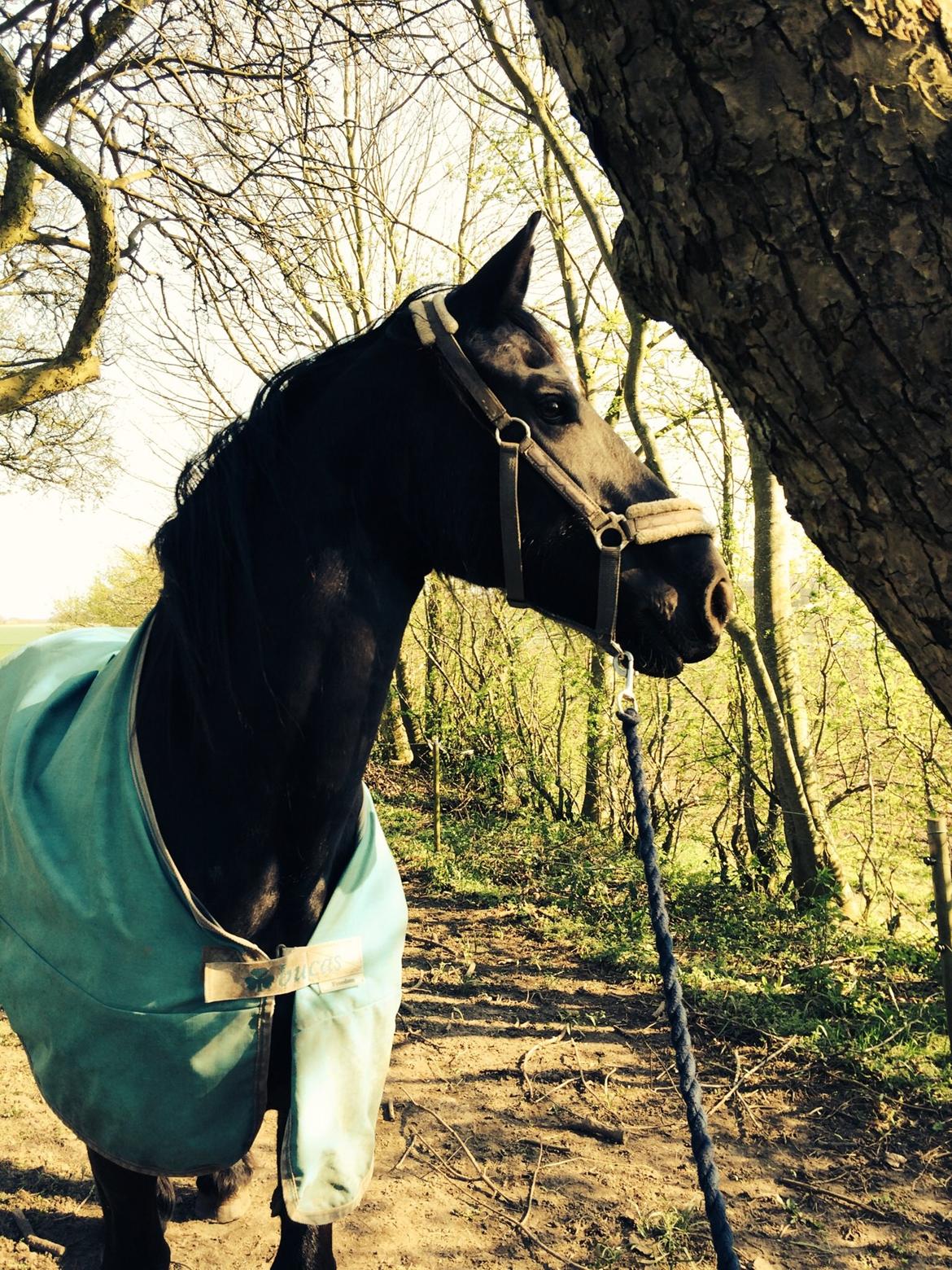 Frieser Jeltsje Fza Sonderladegaard - Velkommen til :-) Se billederne og smid gerne til bedømmelse. På forhånd tak! :D  billede 1