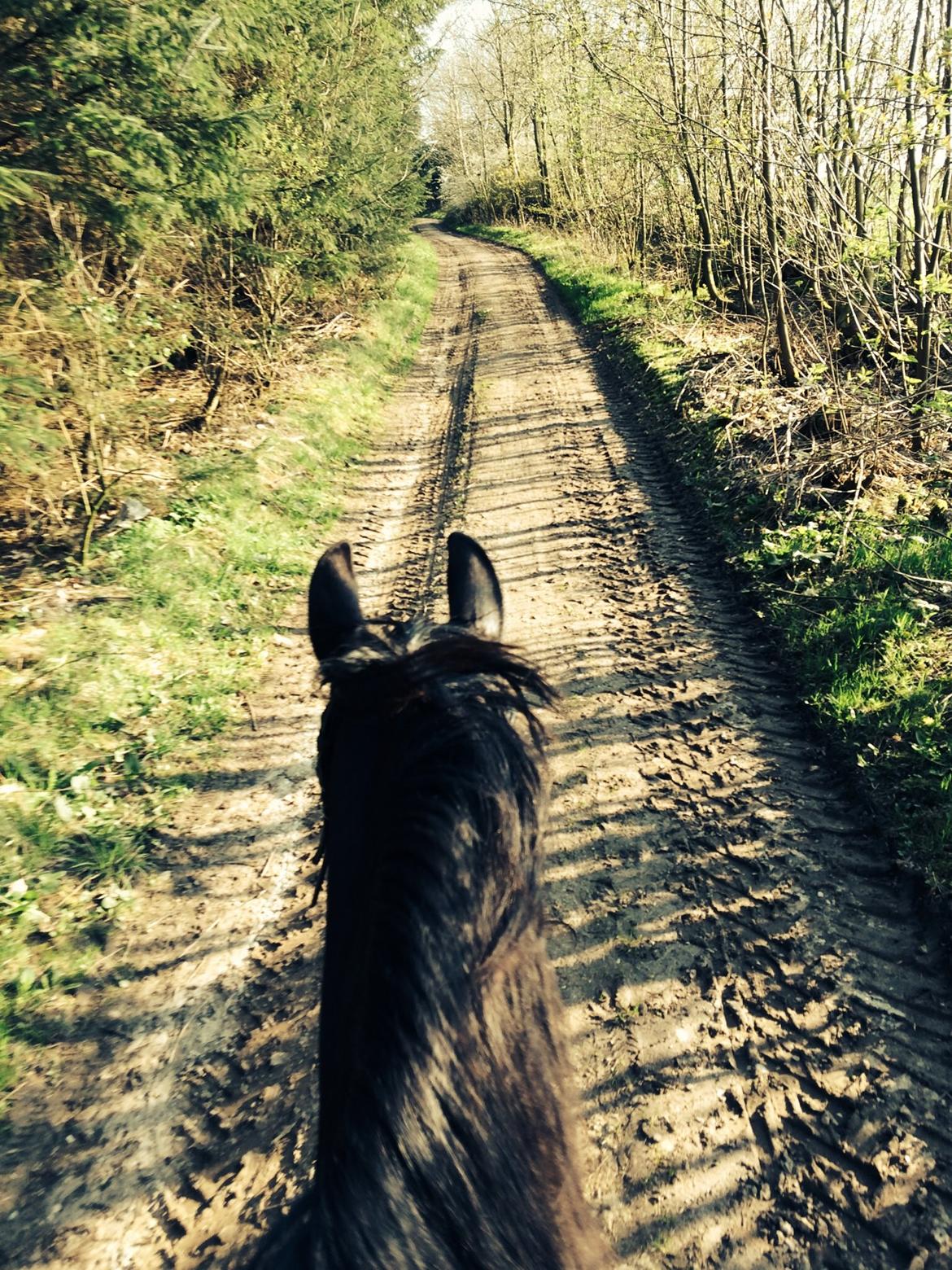 Frieser Jeltsje Fza Sonderladegaard - 2. skovtur helt alene:) Gik super! - tak fordi i så med :-)  billede 13