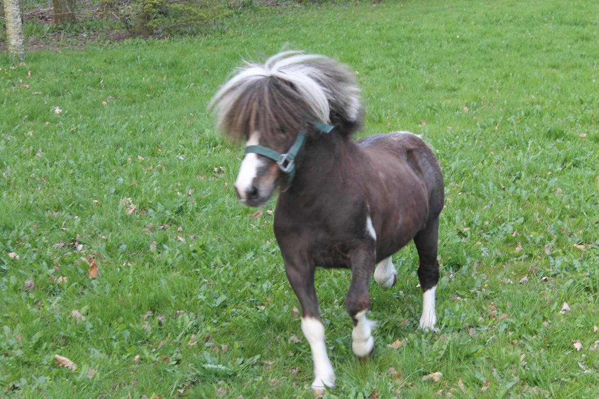 Miniature Picasso *HINGST* billede 5