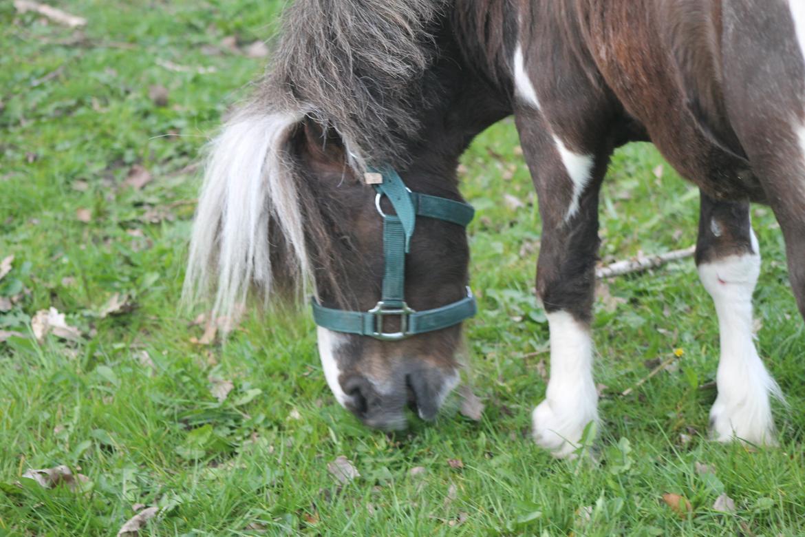 Miniature Picasso *HINGST* billede 4