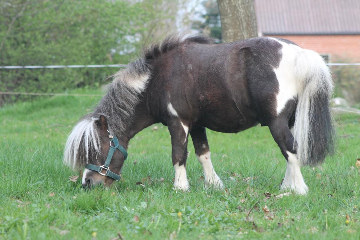 Miniature Picasso *HINGST* billede 7