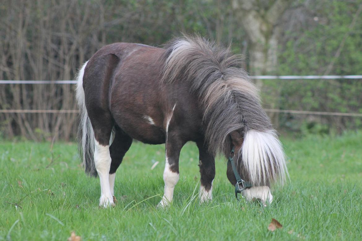 Miniature Picasso *HINGST* billede 8