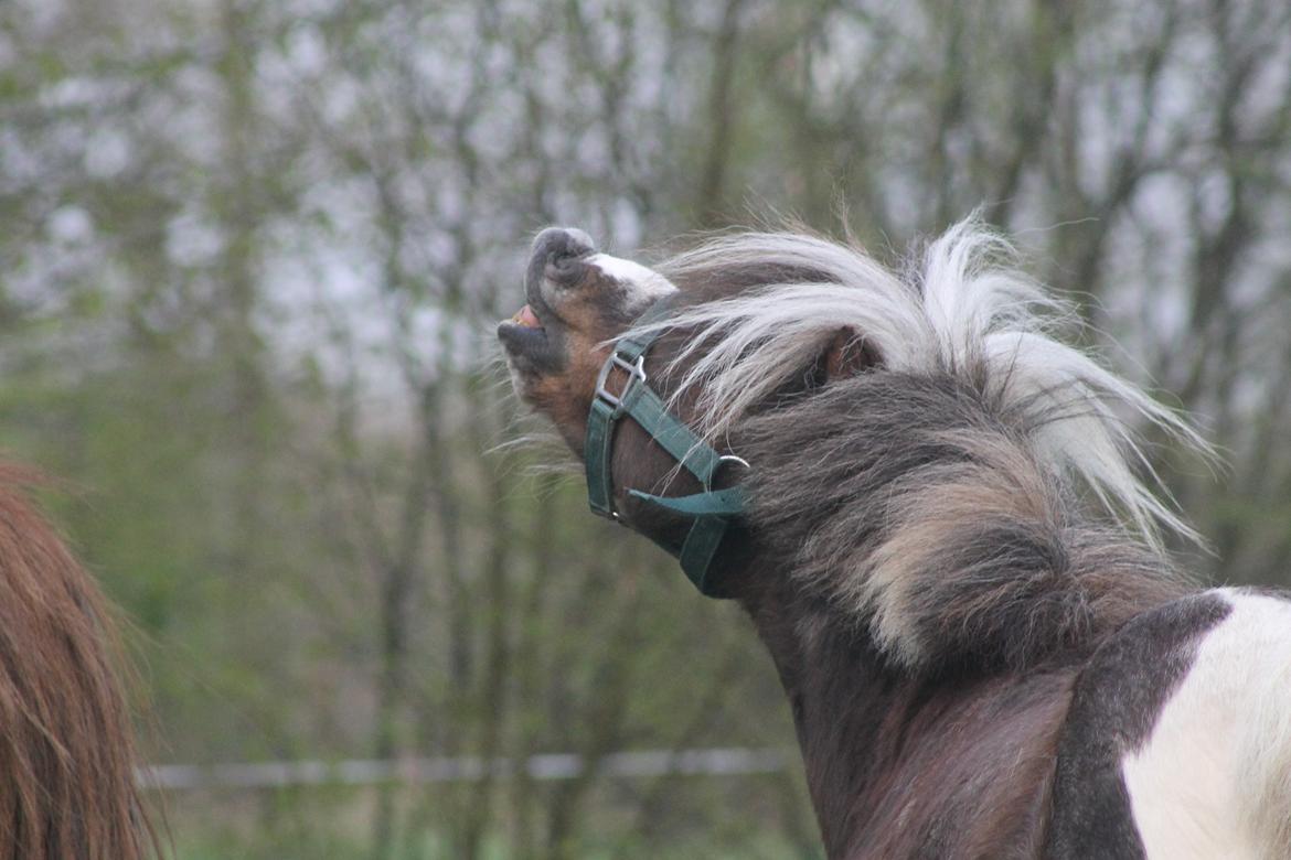 Miniature Picasso *HINGST* billede 6