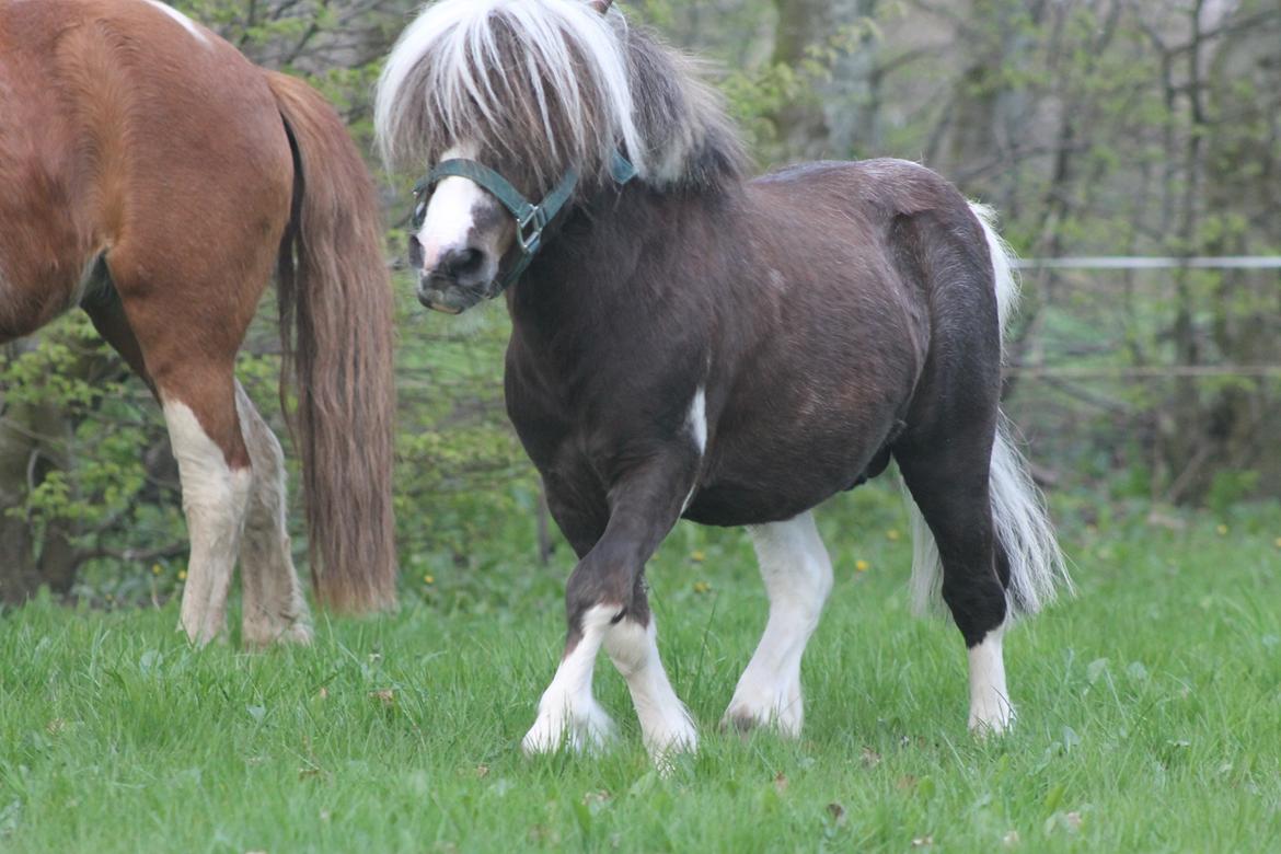 Miniature Picasso *HINGST* billede 2