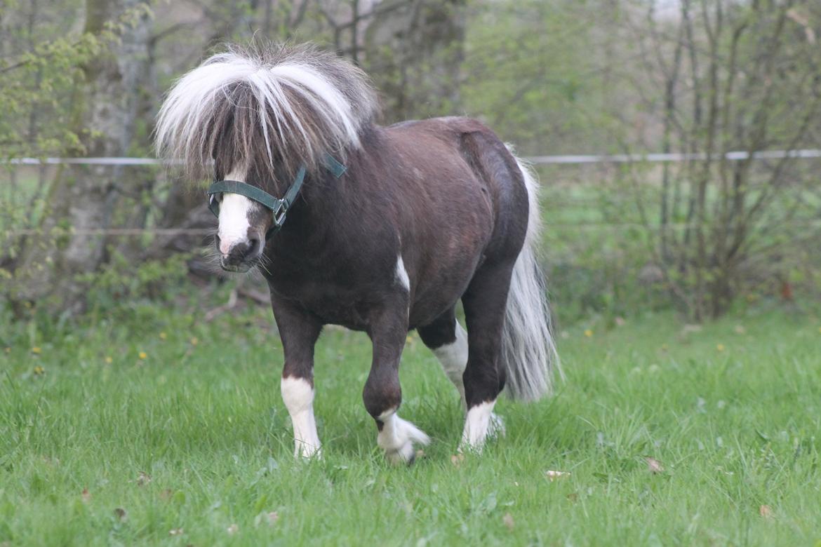 Miniature Picasso *HINGST* billede 9