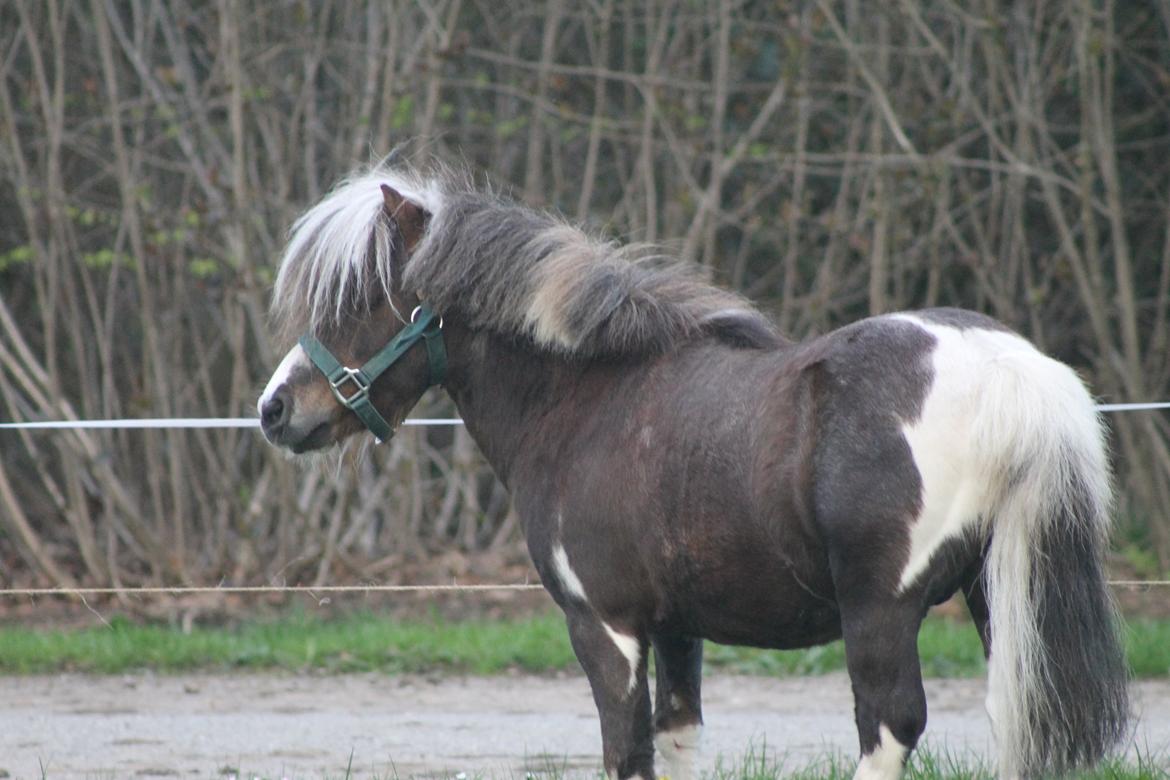 Miniature Picasso *HINGST* billede 10