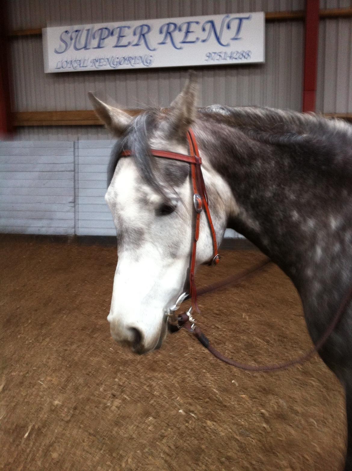 Arabisk fuldblod (OX) Eówyn billede 8