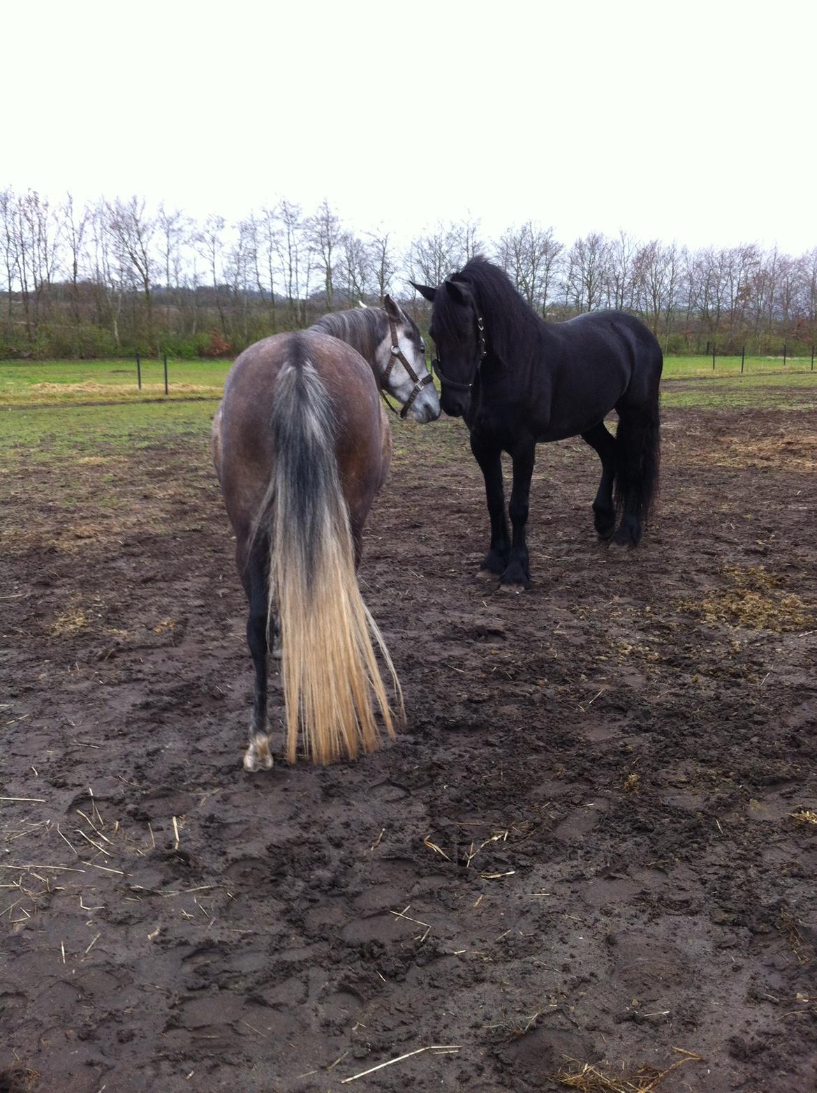Arabisk fuldblod (OX) Eówyn billede 9