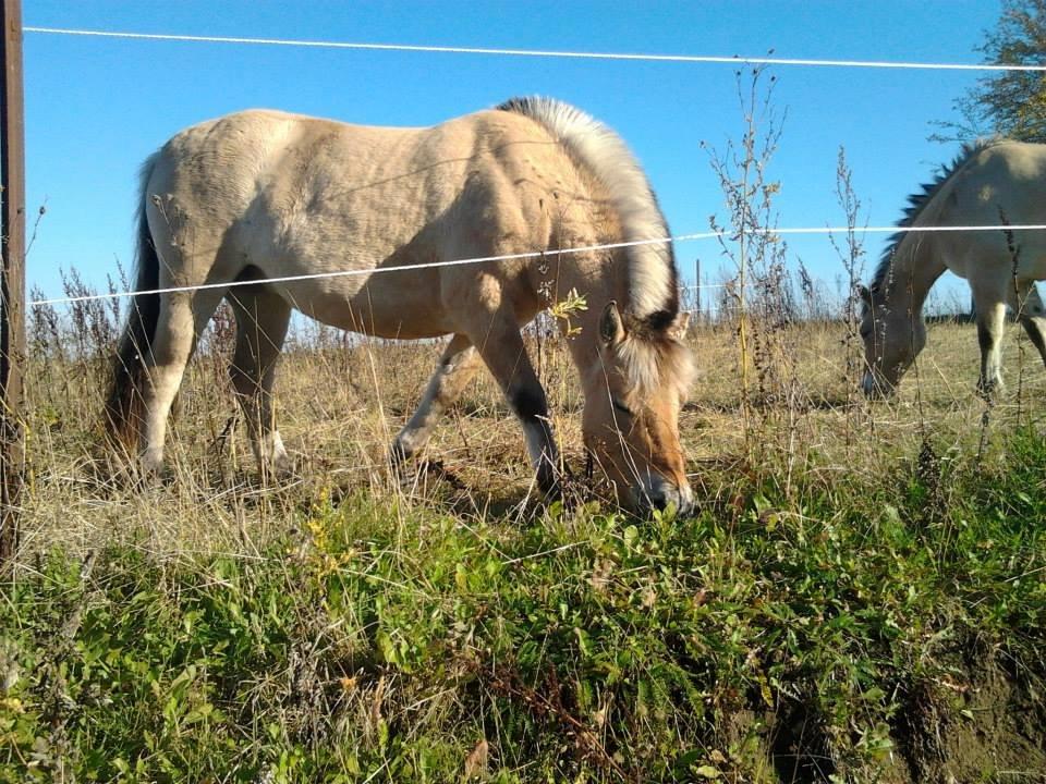 Fjordhest Cirkeline billede 1