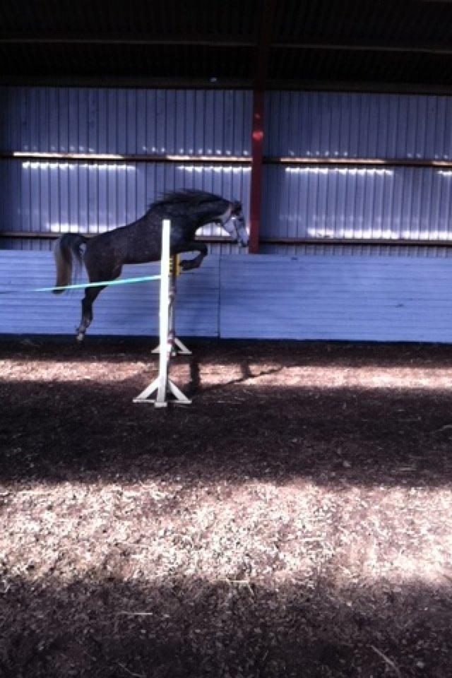 Arabisk fuldblod (OX) Eówyn billede 11