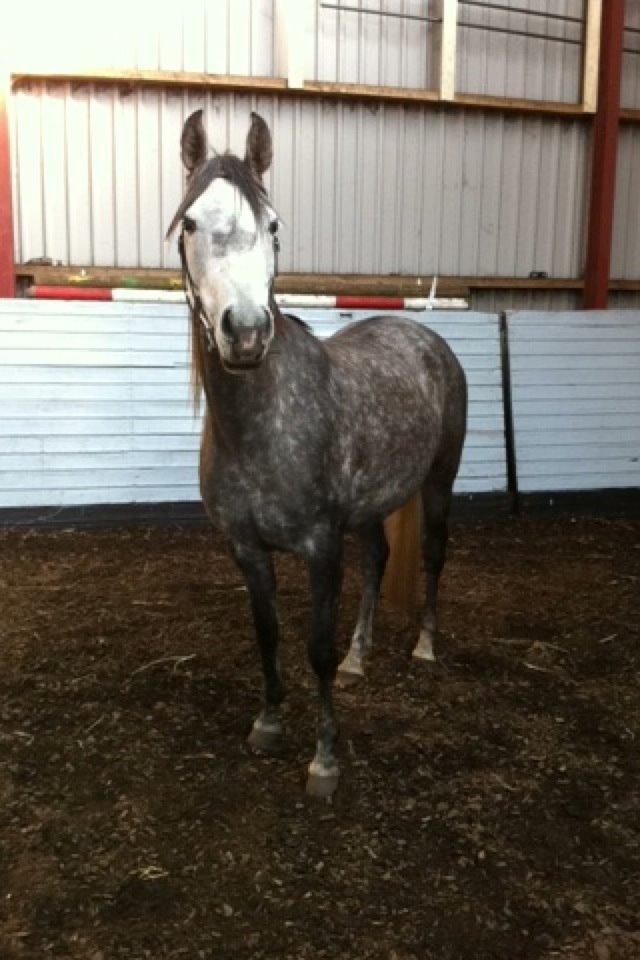 Arabisk fuldblod (OX) Eówyn billede 13