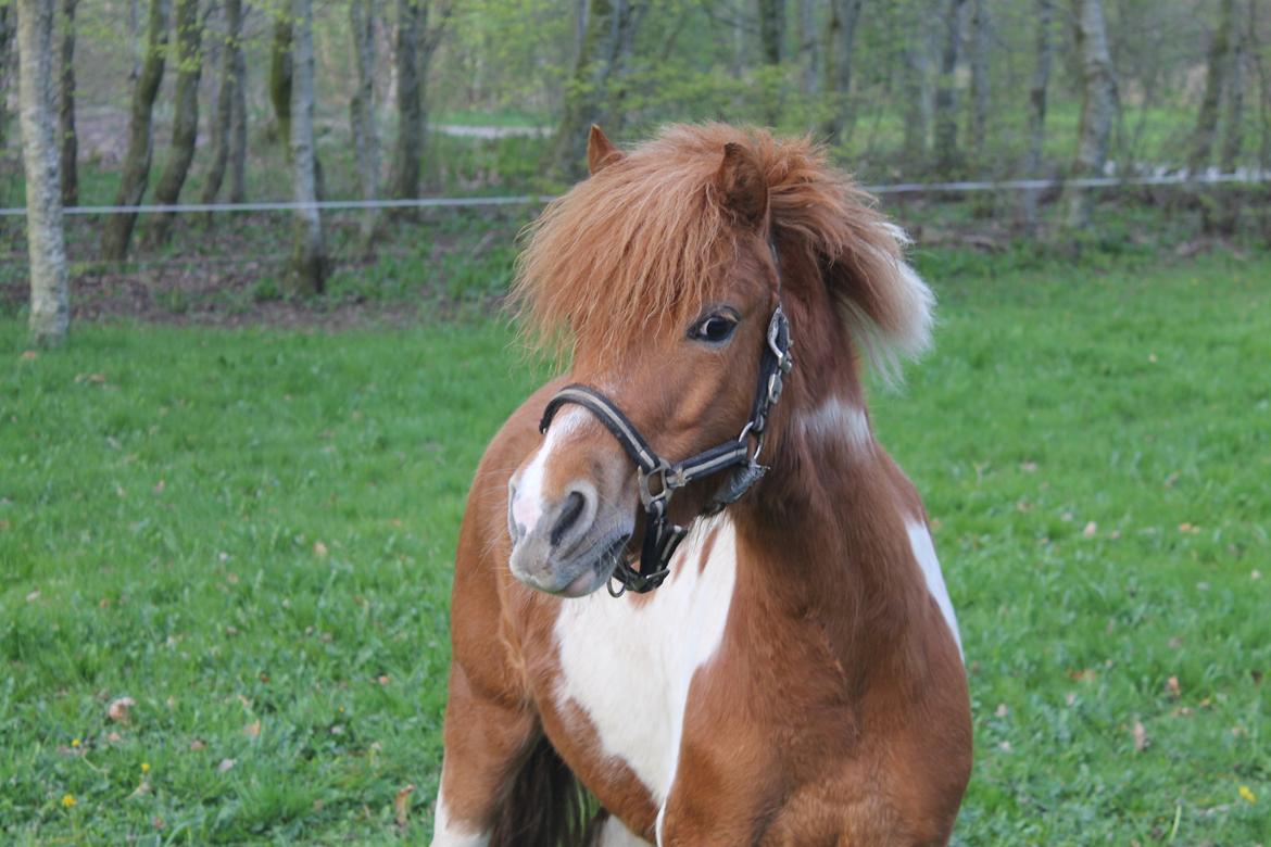 Shetlænder Pippi billede 2