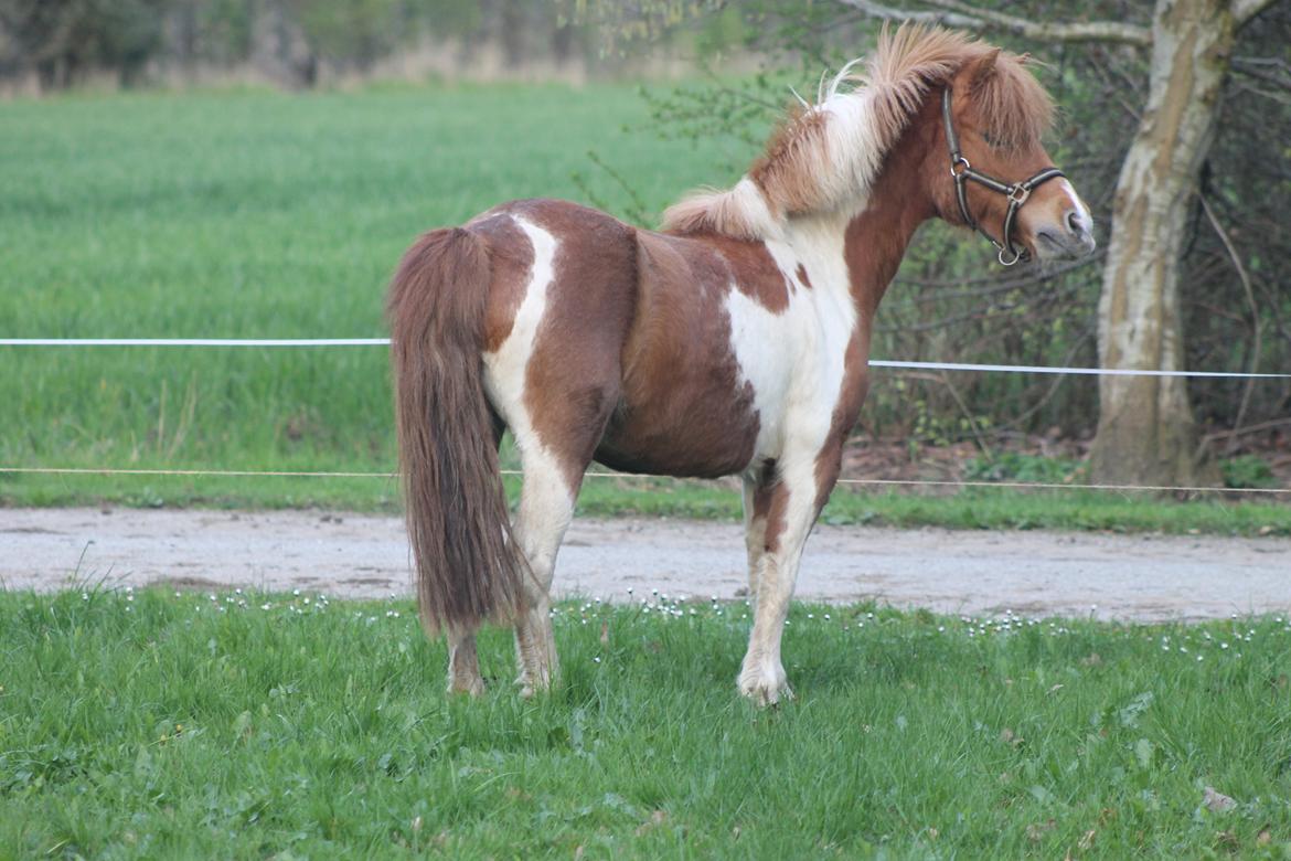 Shetlænder Pippi billede 5