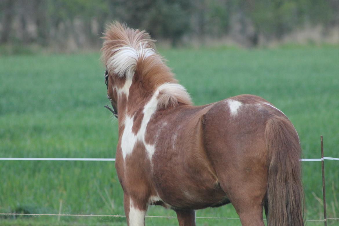 Shetlænder Pippi billede 7