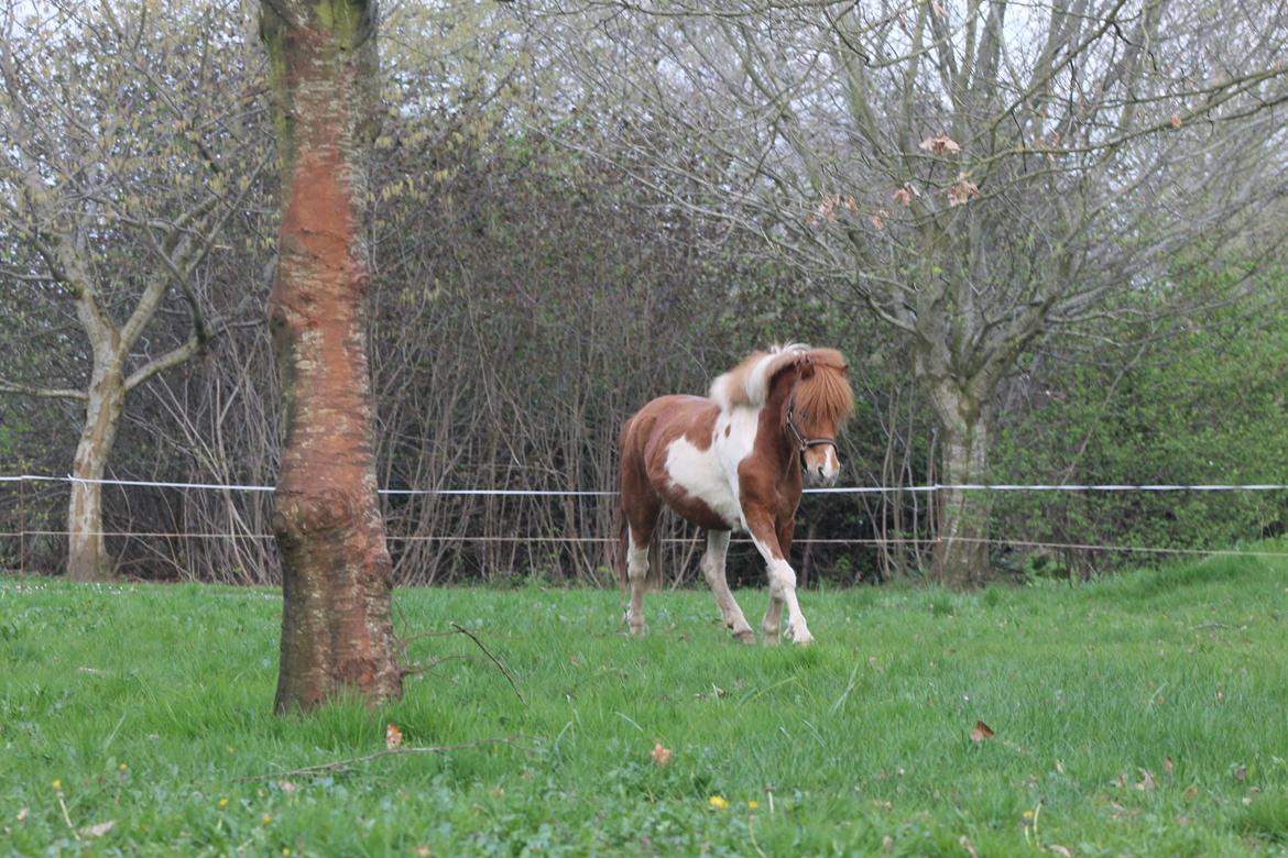 Shetlænder Pippi billede 11