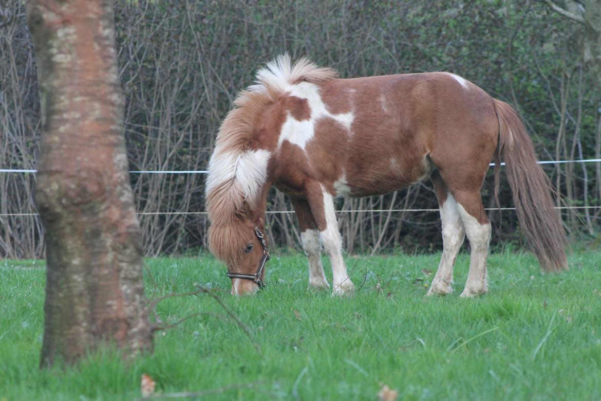 Shetlænder Pippi billede 8