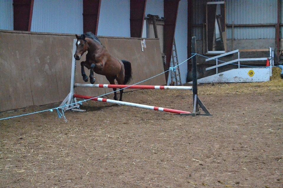 DSP Bæklunds Camikka billede 14