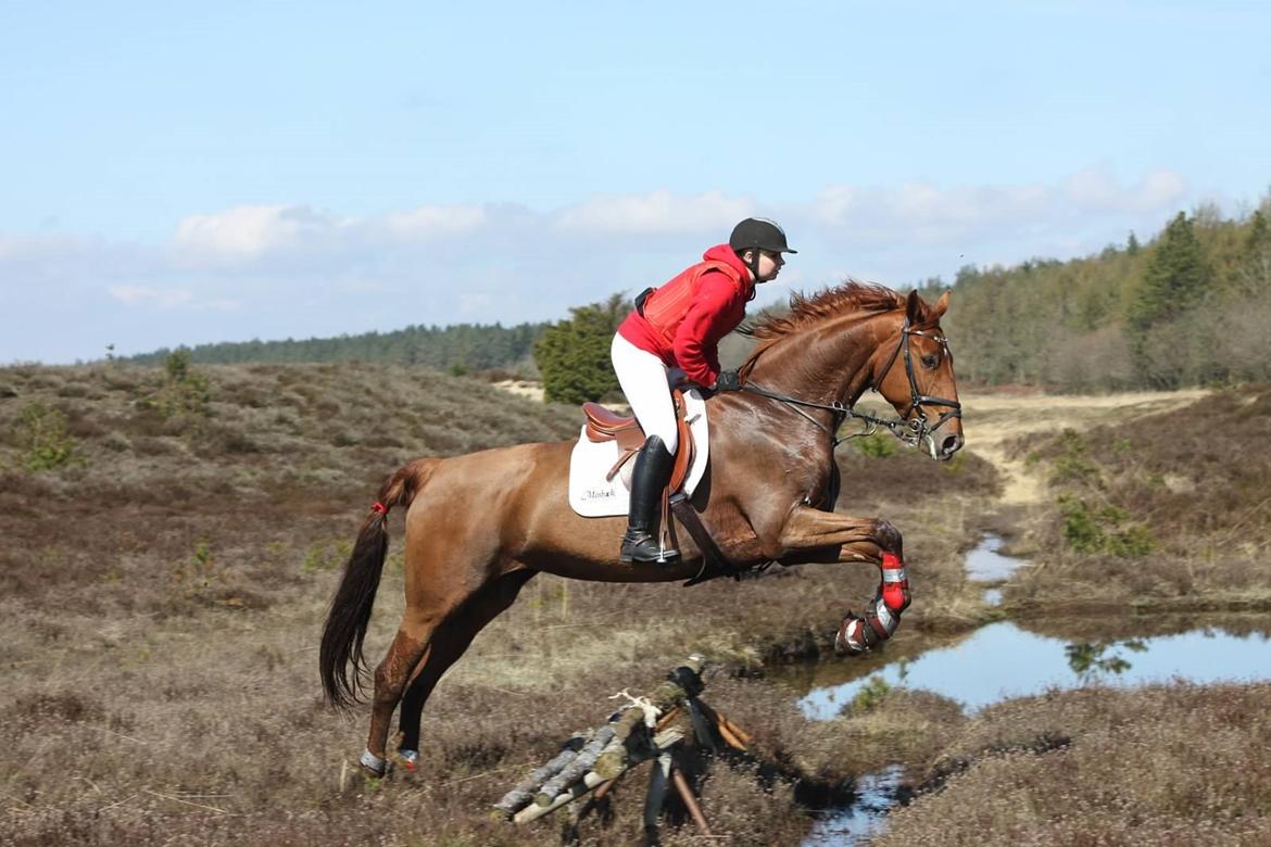 Dansk Varmblod Lucky ~ Lamaen ~ [Lånehest] - Verdens bedste Lucky til årets første jagt! 19 - 04 '14 <3 billede 7