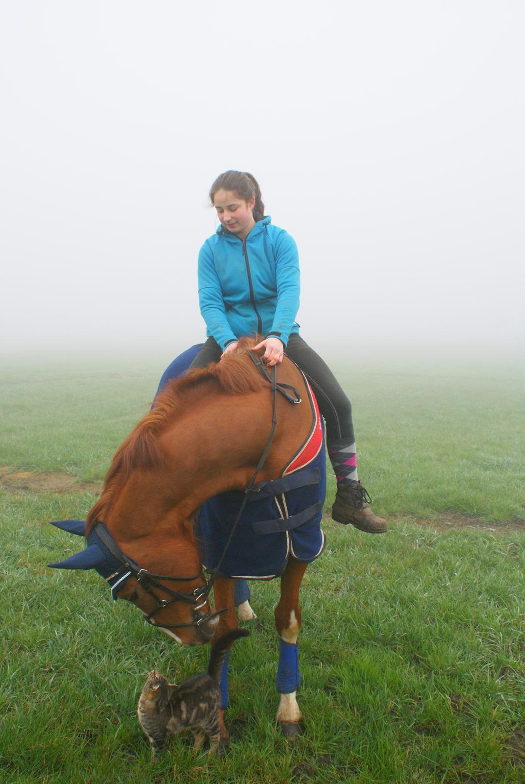 Dansk Varmblod Engeplet Charmeur <3 *Vildhesten* - Andre firebenede dyr er interessante <3 billede 34
