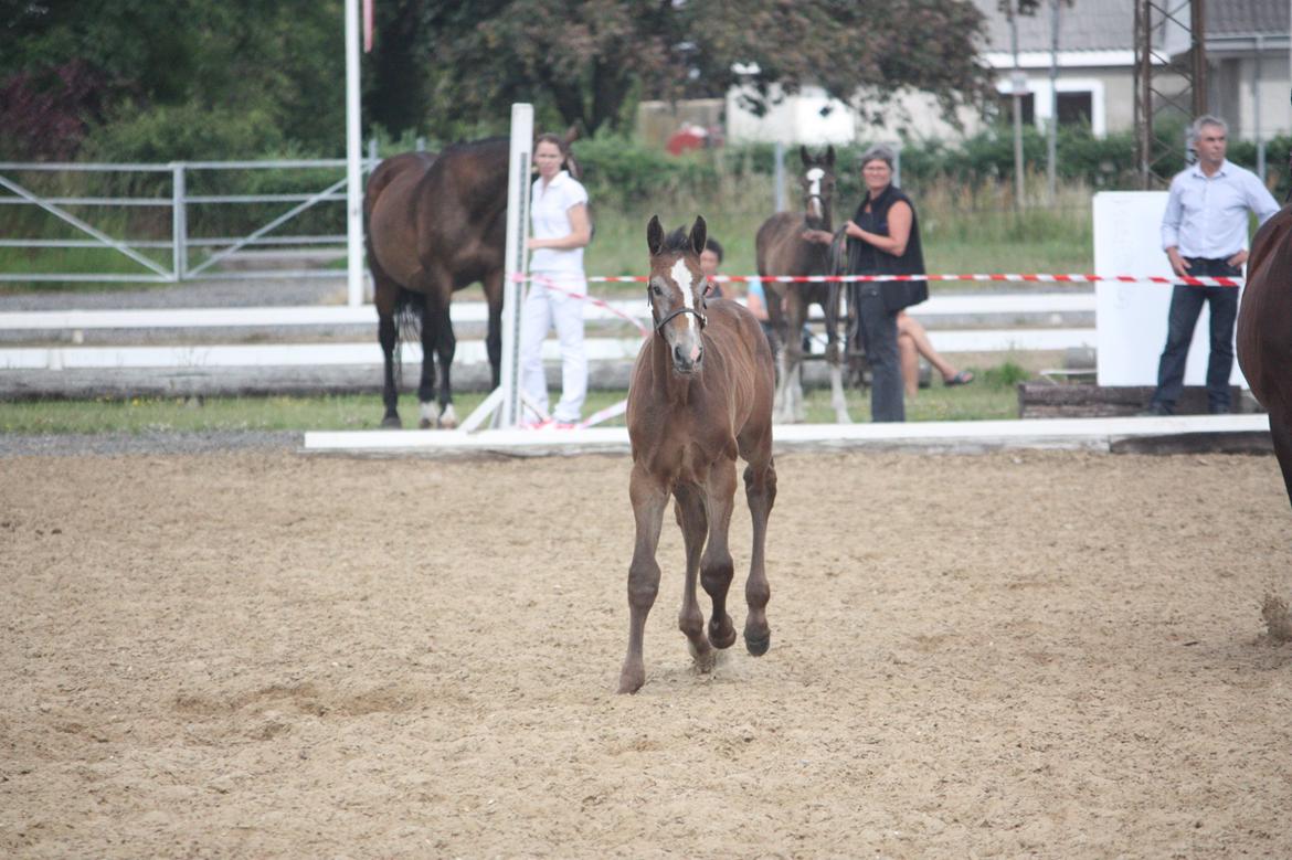 Holstener Carsandro Love billede 11