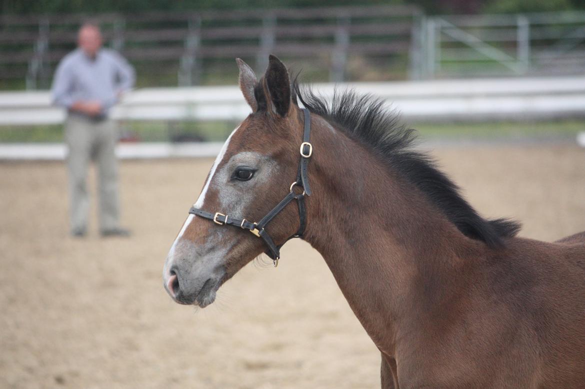 Holstener Carsandro Love billede 12