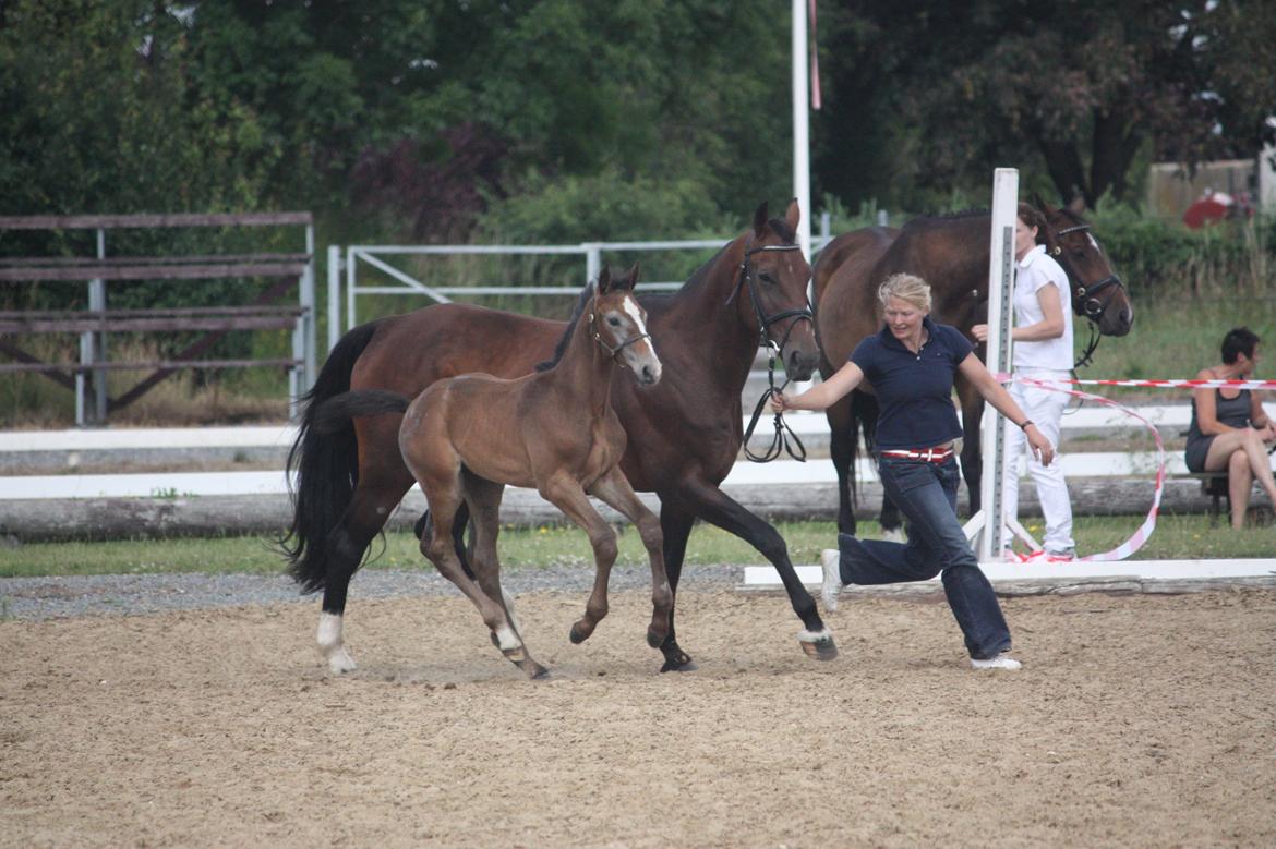 Holstener Carsandro Love billede 10