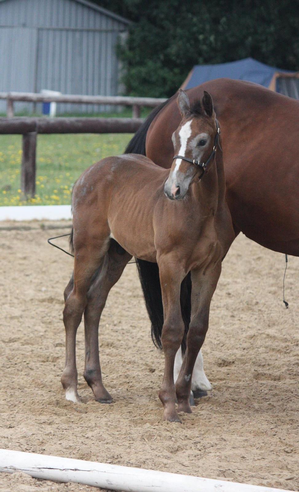 Holstener Carsandro Love billede 8